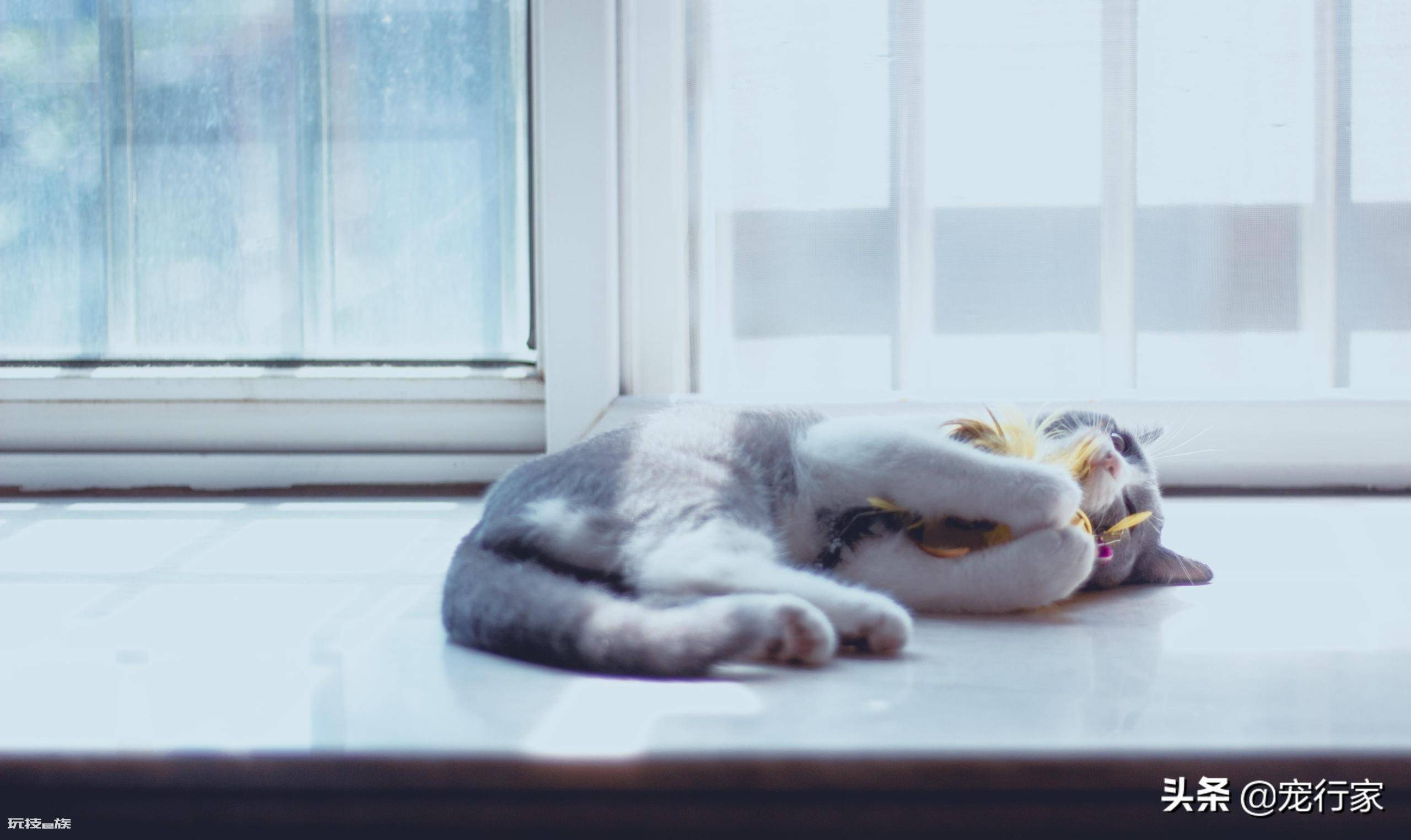 猫咪只吃猫粮可以吗(饮食丰富性对猫咪健康很重要)-图片3
